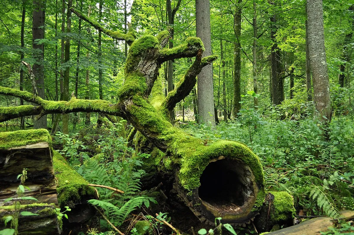 Białowieża Forest Ancient Woodland — photo 1